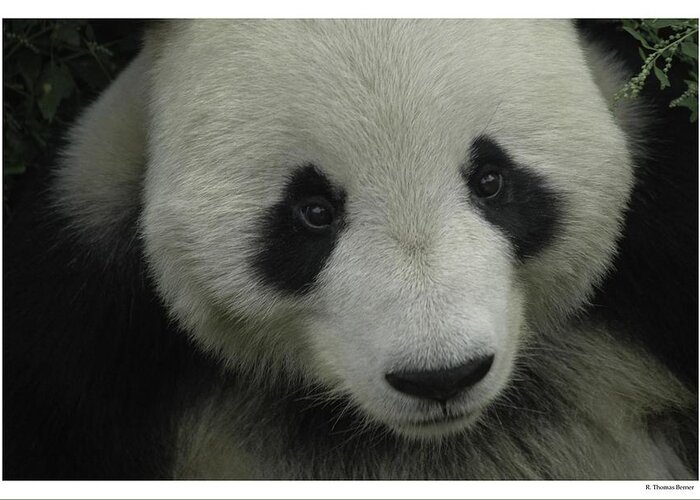China Greeting Card featuring the photograph Panda by R Thomas Berner