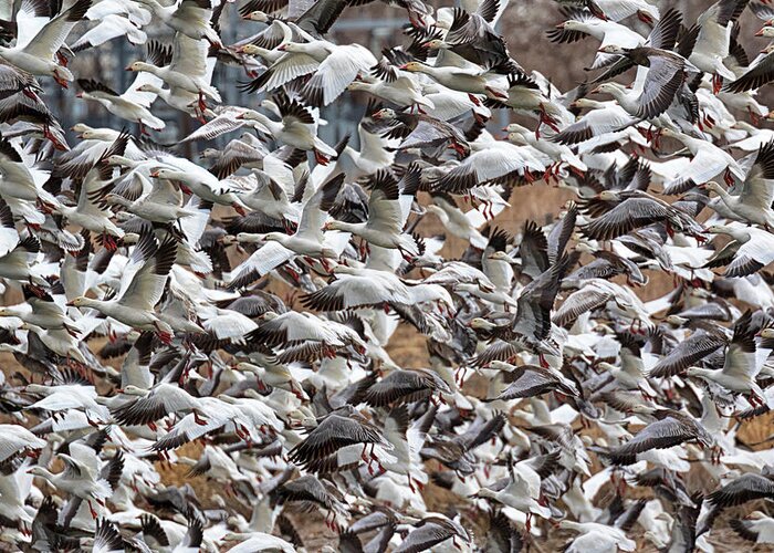 Snow Geese Greeting Card featuring the photograph Pandemonium by Susan Rissi Tregoning