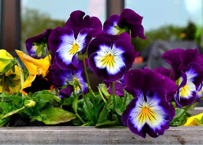 Pansy Greeting Card featuring the photograph Pansies by Colleen Phaedra