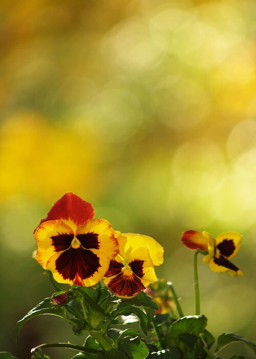 Flowers Greeting Card featuring the photograph Pansies In The Autumn Glow by Dorothy Lee