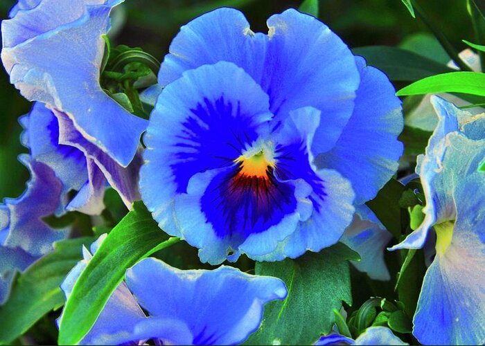  Greeting Card featuring the photograph Pansies by Joe Burns