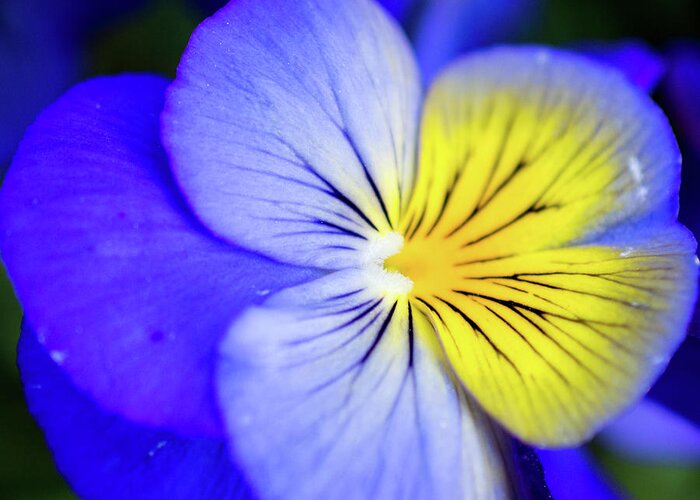 Pansy Greeting Card featuring the photograph Pansy Close-up Square by Lisa Blake