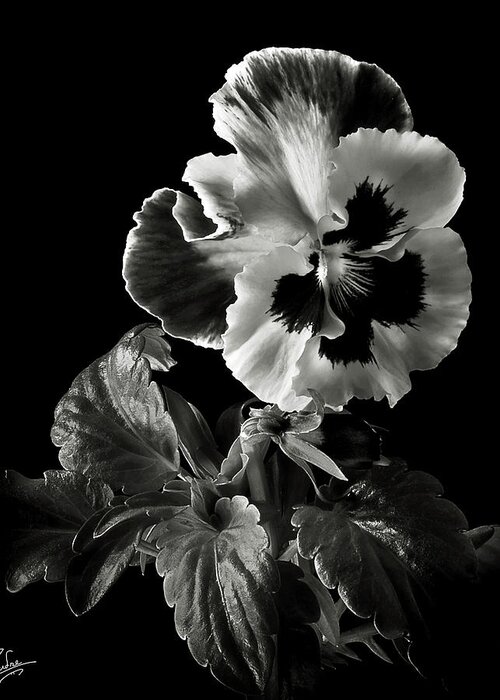 Flower Greeting Card featuring the photograph Pansy in Black and White by Endre Balogh