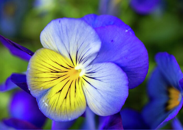 Pansy Greeting Card featuring the photograph Pansy by Lisa Blake