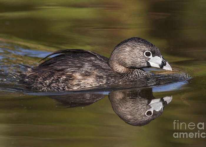 Pied-billed Grebe Greeting Card featuring the photograph Papago Park Grebe by Ruth Jolly