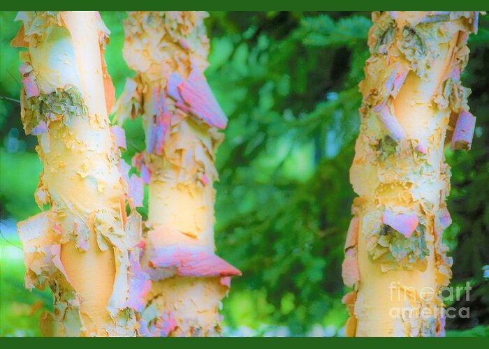 Trees Greeting Card featuring the photograph Paper thin Bark by Merle Grenz