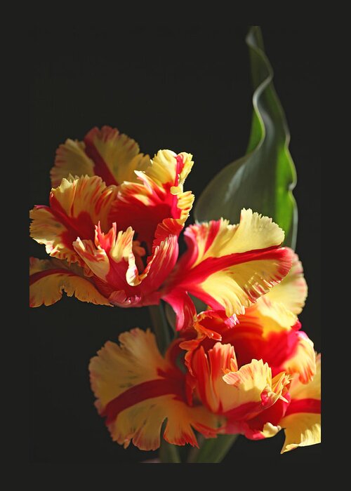 Tulip Greeting Card featuring the photograph Parrot Tulip by Tammy Pool