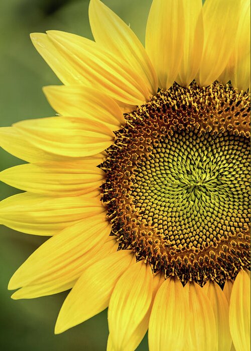 Flower Greeting Card featuring the photograph Part of a Sunflower by Don Johnson