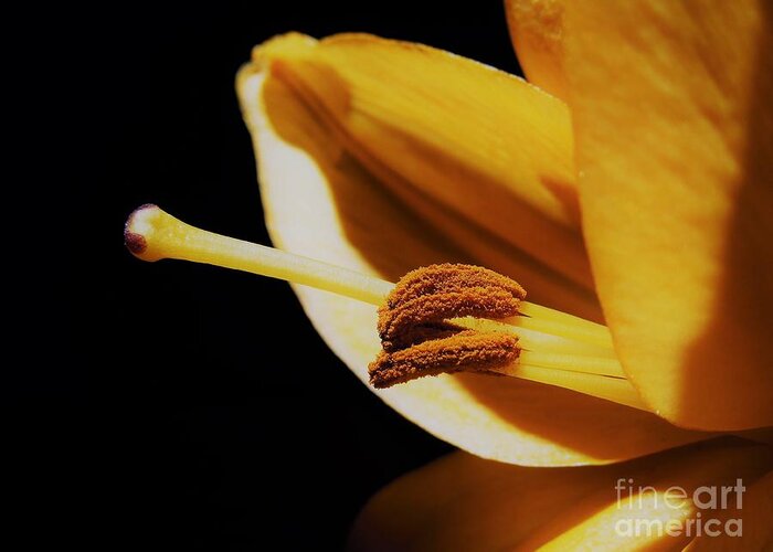 Passionate Greeting Card featuring the photograph Passionate Yellow Lily by Chad and Stacey Hall