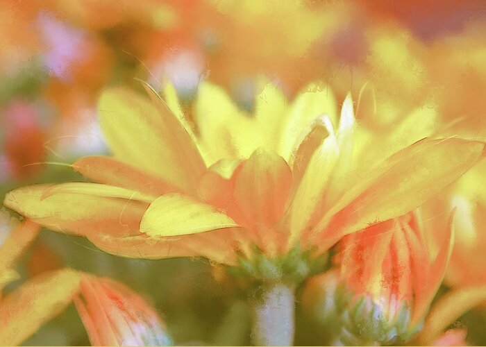Photography Greeting Card featuring the digital art Pastel Daisy Impression by Terry Davis