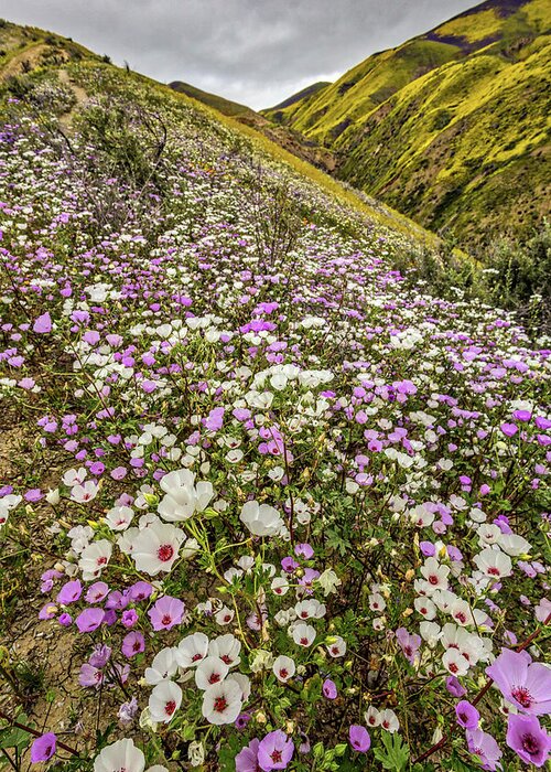 Blm Greeting Card featuring the photograph Pastel Super Bloom by Peter Tellone