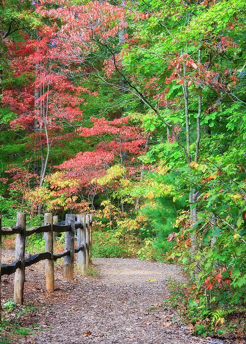 Hiking Trail Greeting Card featuring the photograph Path in the Woods by Jill Lang