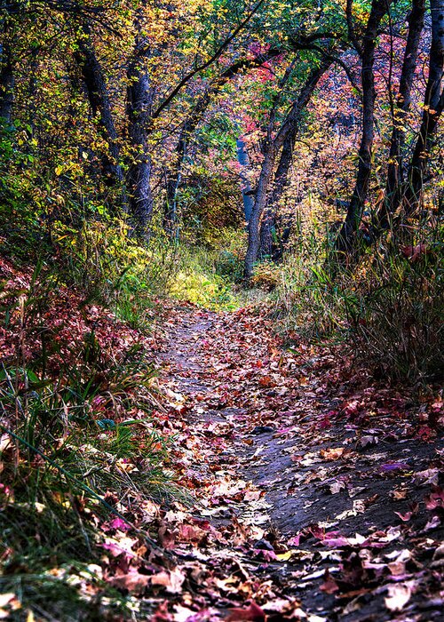 Fall Colors Greeting Card featuring the photograph Path of Leaves by Michael Ash
