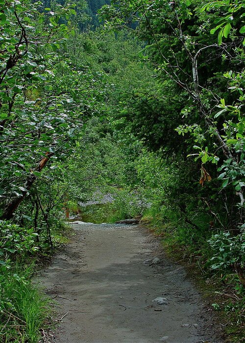 Path Greeting Card featuring the photograph Path To Adventure by Diana Hatcher