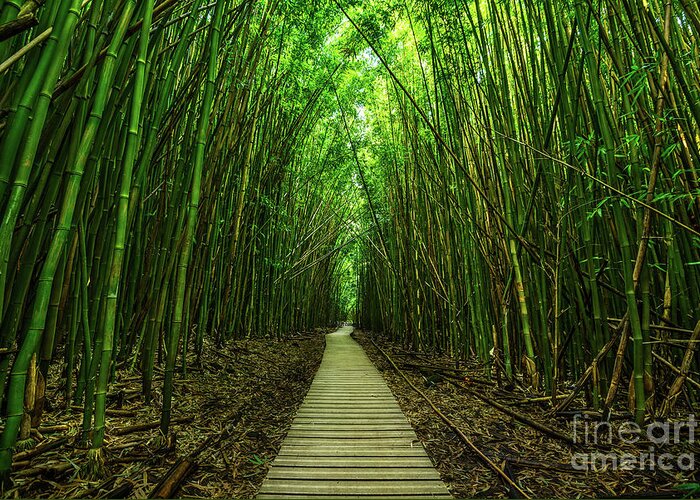 Bamboo Forest Greeting Card featuring the photograph Path to Zen by Jamie Pham