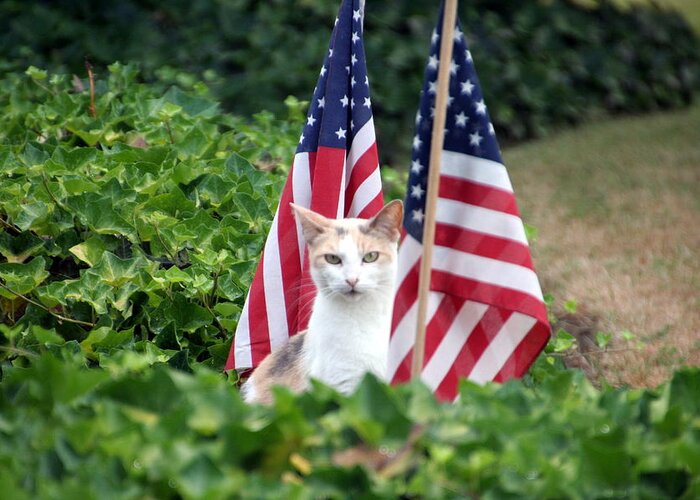 White Cat With Sandy-colored Spots Greeting Card featuring the photograph Patriotic Cat by Valerie Collins