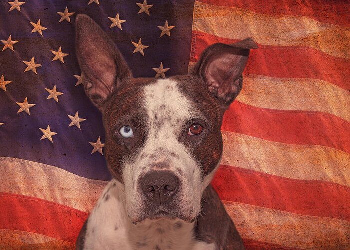 Animal Greeting Card featuring the photograph Patriotic Pit Bull by Brian Cross