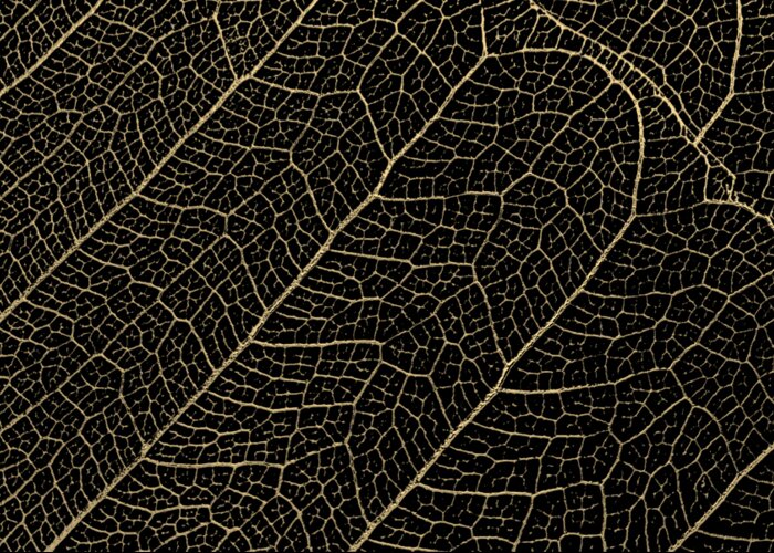 Patterns of Nature Leaf Veins in Gold on Black Canvas No. 4 Greeting Card for Sale by Averbukh