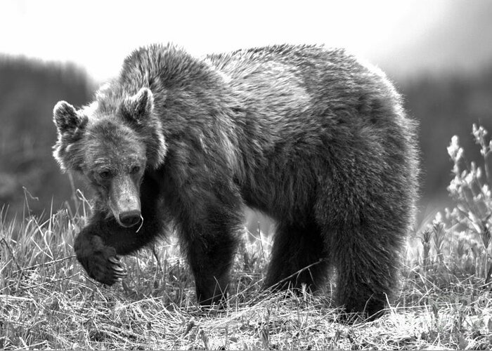 Grizzly Bear Greeting Card featuring the photograph Pawing Through The Grass Black And White by Adam Jewell