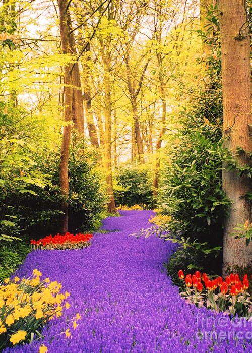 Purple Hyacinth Greeting Card featuring the photograph Peace, Like a River by Cindy Schneider