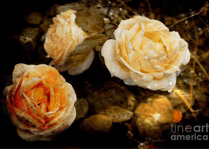 Rose Greeting Card featuring the photograph Peach Blooms by Clare Bevan