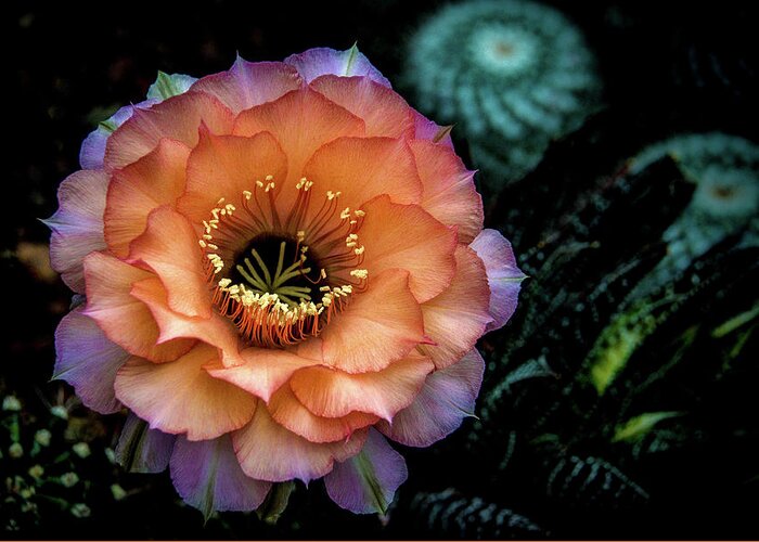 Cactus Greeting Card featuring the photograph Peach Desert Glow Bloom by Julie Palencia
