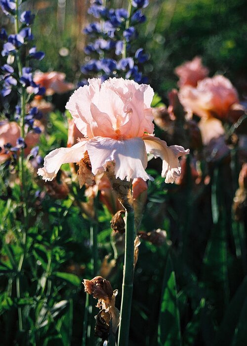 Flower Greeting Card featuring the photograph Peach iris by Steve Karol
