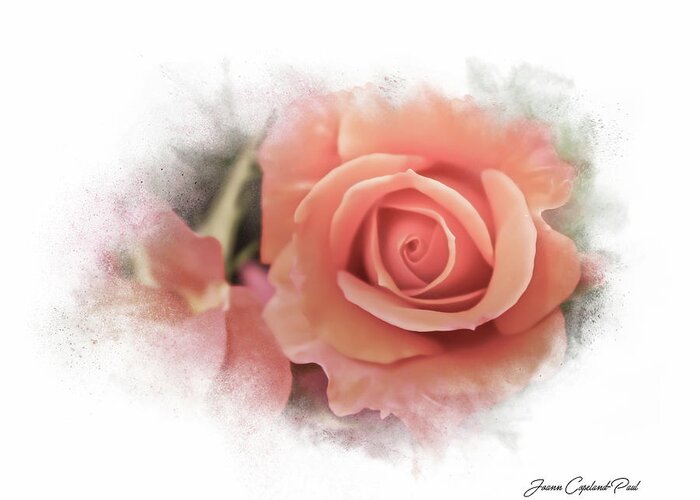 Peach Rose Greeting Card featuring the photograph Peach Perfection by Joann Copeland-Paul