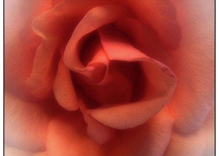Flower Greeting Card featuring the photograph Peach Rose by Scott Kingery
