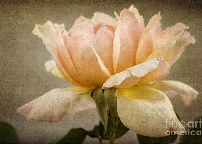 Peach Rose Greeting Card featuring the photograph Peach Rose by Tamara Becker
