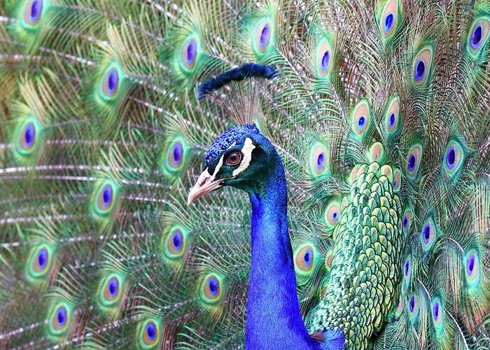 Peacock Greeting Card featuring the photograph Peacock Bloom by Steve McKinzie