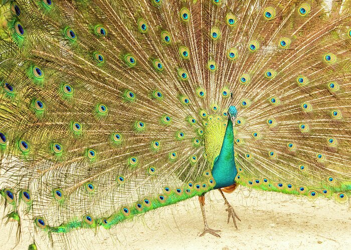 Davao_city_philippines Greeting Card featuring the photograph Peacock Dance by Jelieta Walinski