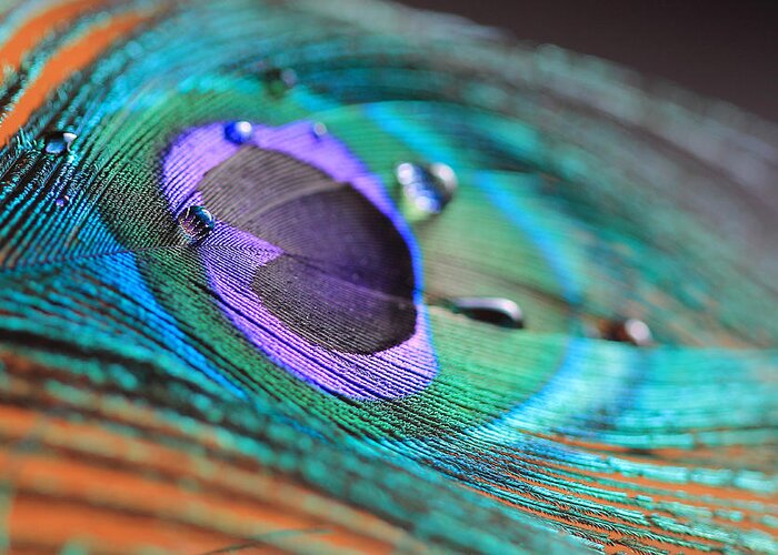 Peacock Greeting Card featuring the photograph Peacock Feather with Water Drops by Angela Murdock