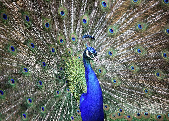 Peacock Greeting Card featuring the photograph Peacock by Maria Gaellman