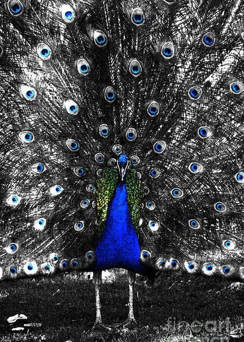 Peacock Greeting Card featuring the digital art Peacock Plumage Color Splash Selective Color Fresco Digital Art by Shawn O'Brien