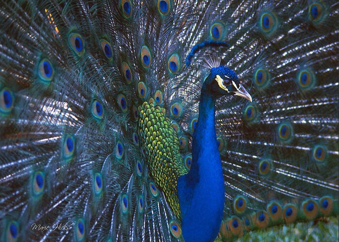 Peacock Greeting Card featuring the photograph Peacock Splendor by Marie Hicks