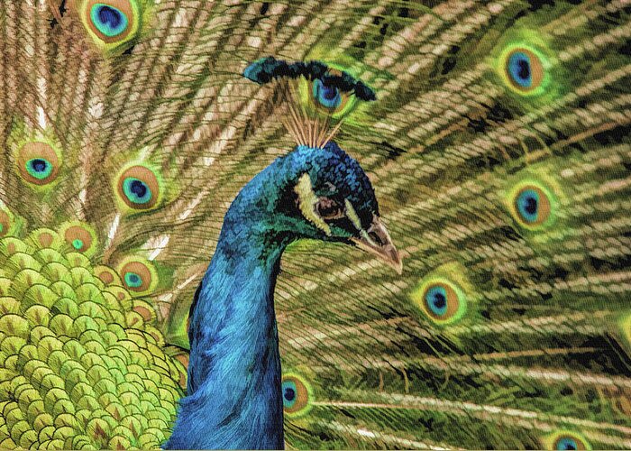 Peacock Greeting Card featuring the photograph Peacock v5 by John Straton