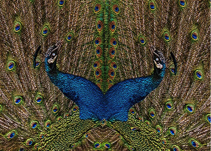 Peafowl Greeting Card featuring the painting Peacocks by Jack Zulli