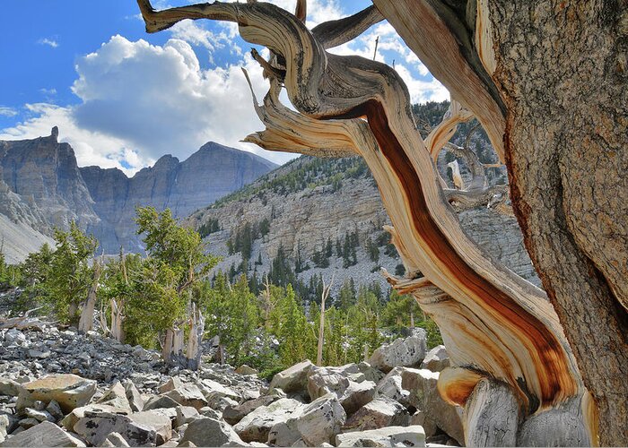 Great Basin National Park Greeting Card featuring the photograph Peak Bristlecone Pine by Ray Mathis