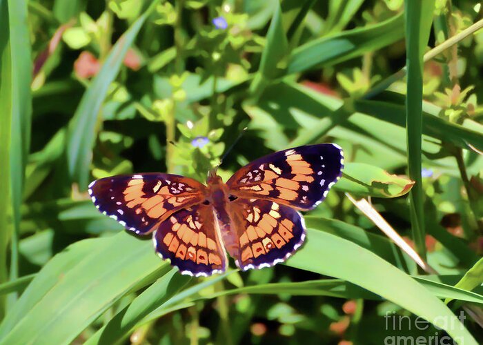 Butterfly Greeting Card featuring the photograph Pearl Crescent Butterfly by Kerri Farley