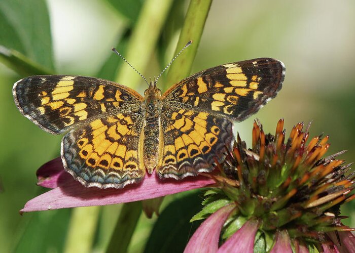 Pearl Crescent Butterfly Greeting Card featuring the photograph Pearl Crescent Butterfly on Coneflower by Robert E Alter Reflections of Infinity