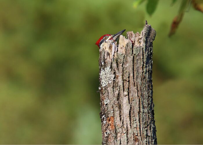 Pileated Woodpecker Greeting Card featuring the photograph Peek A Boo Pileated Woodpecker by Brook Burling
