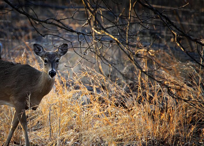 Whitetail Deer Greeting Card featuring the photograph Peeking Whitetail Doe by Michael Dougherty