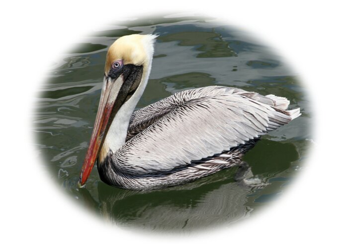 Bird Greeting Card featuring the photograph Pelican 3 Vignette by Bob Slitzan