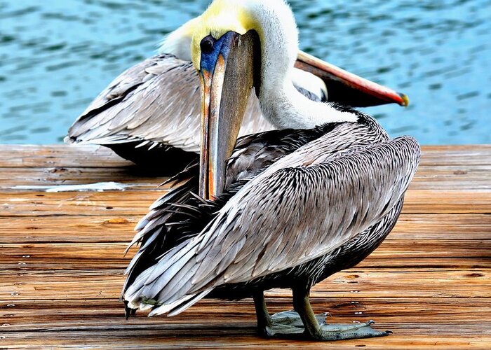 Pelican Greeting Card featuring the digital art Pelican Ally by Alison Belsan Horton