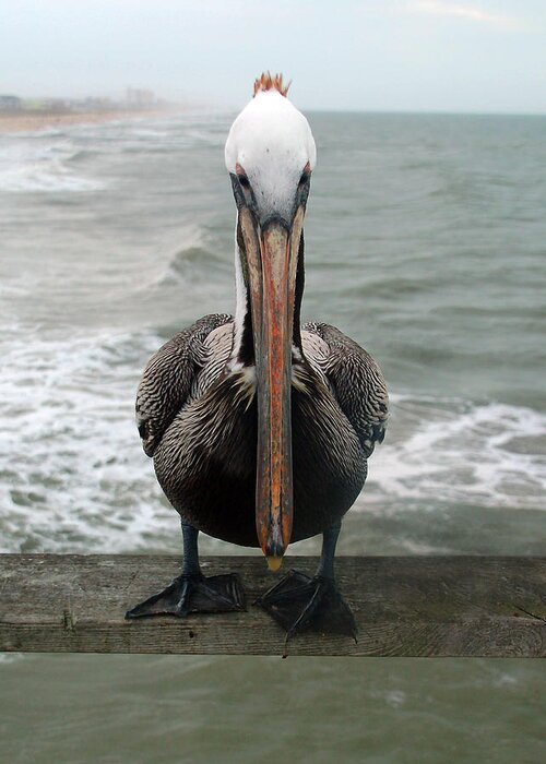 Nature Greeting Card featuring the photograph Pelican Beak by Kathleen Stephens