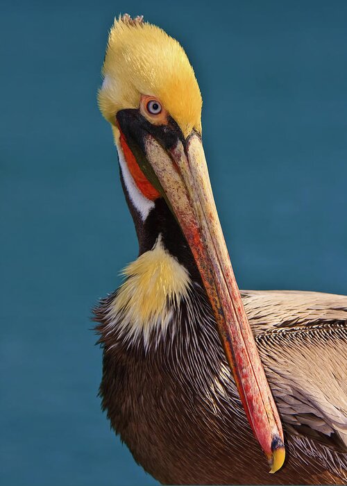 Pelican Greeting Card featuring the photograph Pelican by Beth Sargent