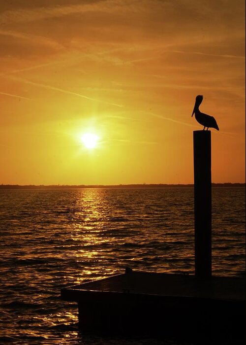 Pelican Greeting Card featuring the photograph Pelican Dream by Stoney Lawrentz