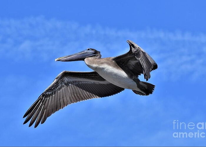 Pelican Greeting Card featuring the photograph Pelican Fly By by Julie Adair