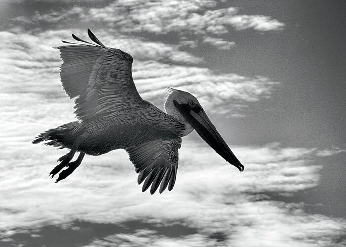 Animals Greeting Card featuring the photograph Pelican in Flight by AJ Schibig